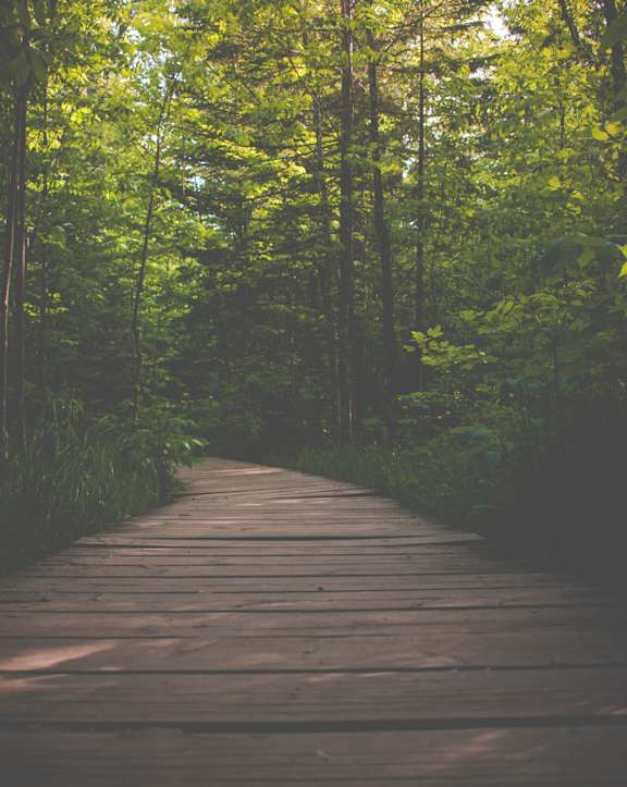 Walking trail with plush green view at Pallas Town Homes and Apartments in Beaverton, OR