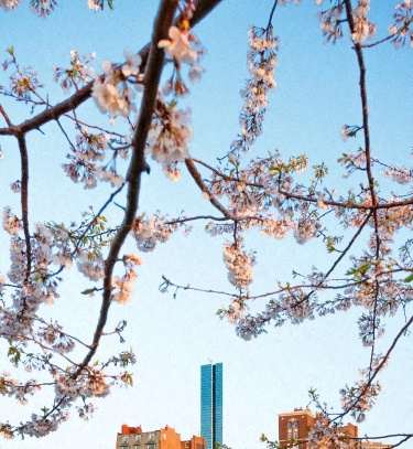 Cherry blossoms in the foreground with buildings in the background.
