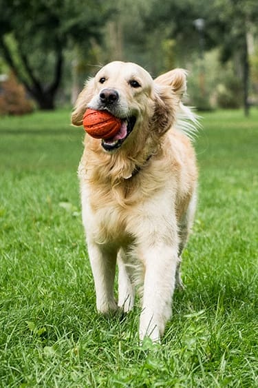 a dog running in the grass with a red ball in its mouth