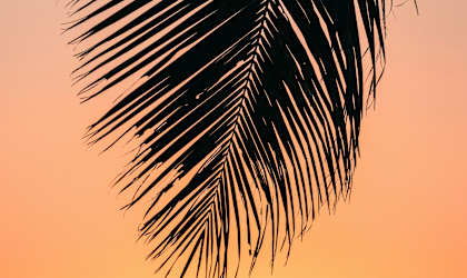 a palm leaf silhouetted against a sunset over the ocean