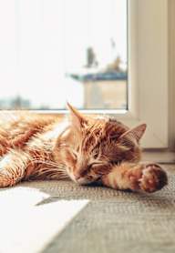 A ginger cat sleeping on a grey carpet by a window.