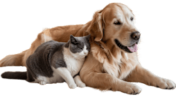 A cat and a dog are lying down together.