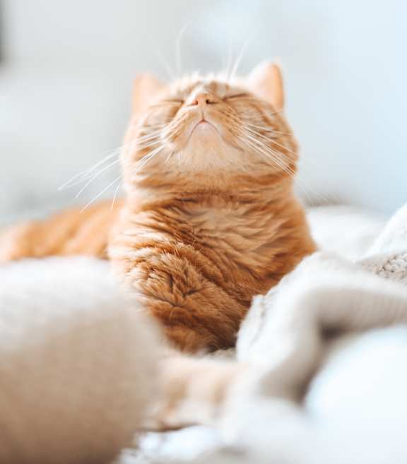 an orange cat laying on a bed with its eyes