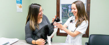 A veterinarian is giving an injection to a black and white cat.