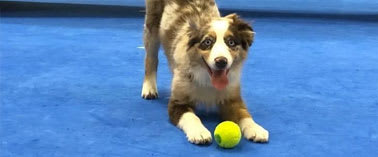 A dog is standing on a blue surface with a yellow ball in front of it.