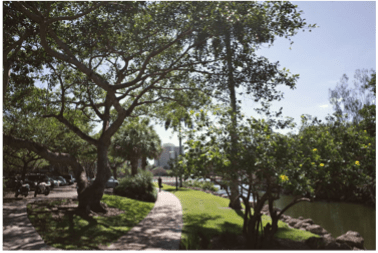 A tree-lined walkway in a park.