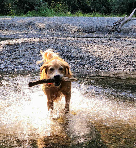 A dog is running through the water with a stick in its mouth.