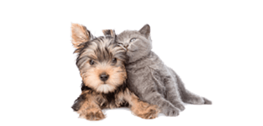Pet Friendly Apartments at Residences At 1717, Ohio