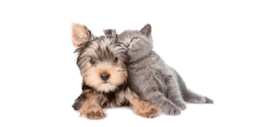 Pet Friendly Community at The Residences at 668 Apartments, Ohio