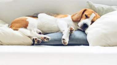 A beagle dog is sleeping on a bed with white and blue pillows. at The Villages on Millenia Apartments, Orlando, FL, 32839