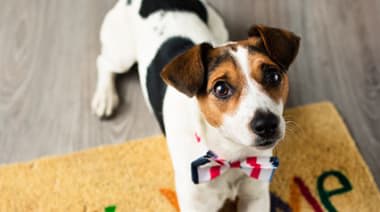 a dog is wearing a bow tie and sitting on the floor