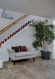 A living room with a couch and a palm tree.