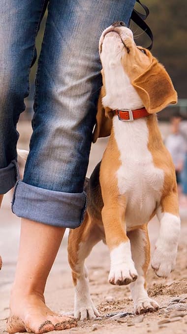 Lifestyle photo of someone walking their dog at Mission Bay Apartments, Florida 32955