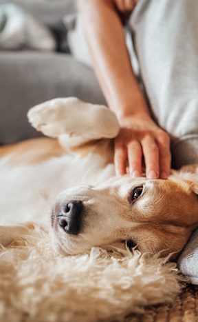 Gog Friendly at The Garden District Apartments, Germantown Tennessee