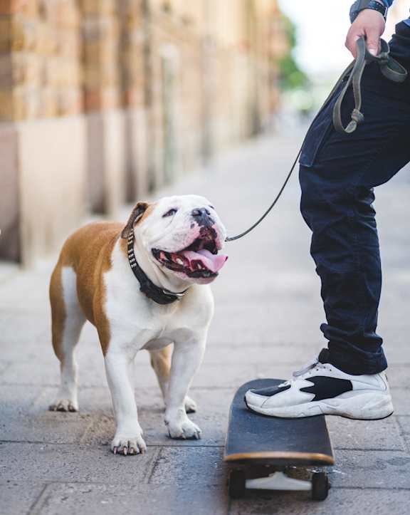 A bulldog is on a skateboard with a person holding its leash. at Alister Morristown, Morristown, 07960