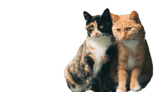 A cat with a blue collar is sitting.