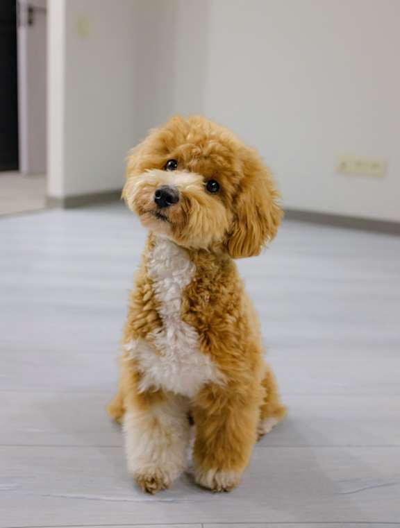 A small brown and white dog is sitting on a light-colored floor.