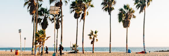 A row of palm trees line a sandy beach.