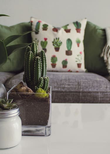 two small plants on a table and a gray couch in the background at Pinewood Townhomes in Tucker, GA
