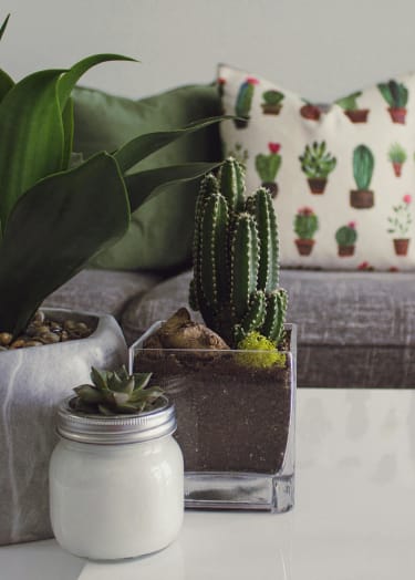 A cactus sits in a glass vase on a table.