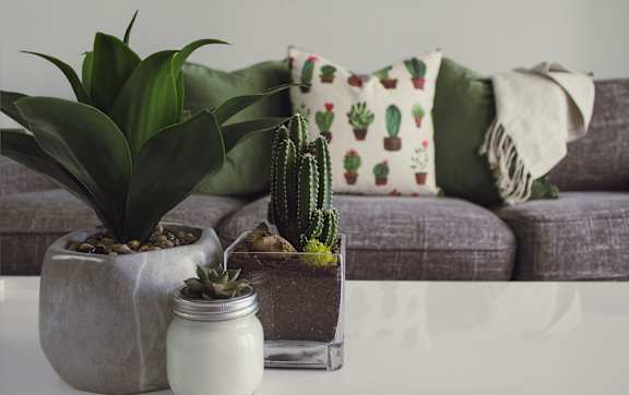 A green leafy plant in a white pot.