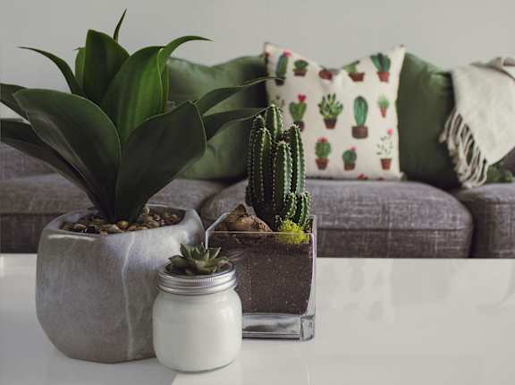 A cactus sits on a table in front of a couch.