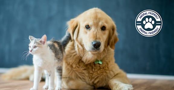 A dog and a cat are sitting next to each other.
