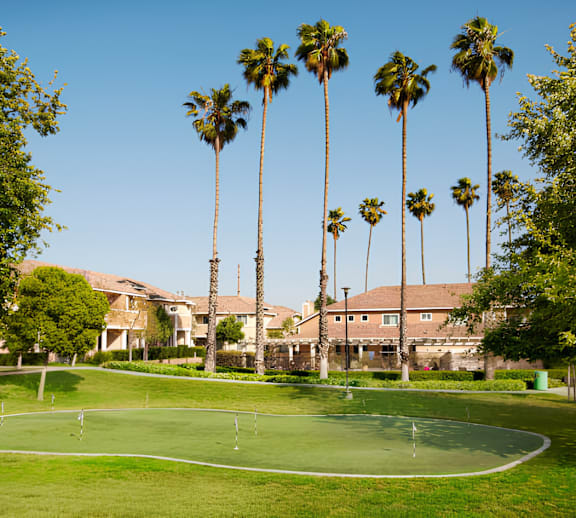 A green lawn with a white line and palm trees.