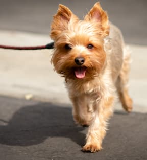 a small brown and white dog on a leash