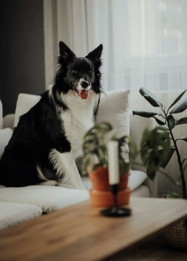 a dog sitting on a couch at 505 Collection in Atlanta, GA