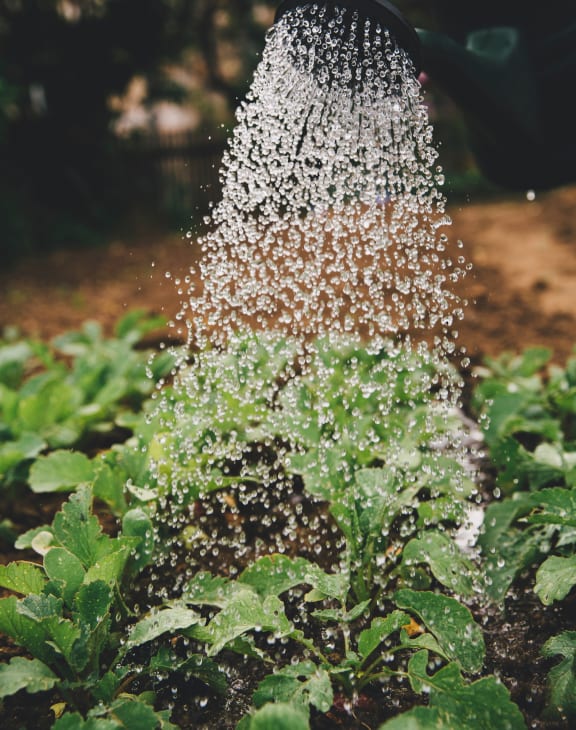 Watering a plant