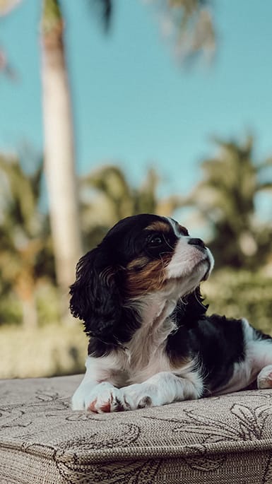 Cute dog on lounge chairs at Bernwood Trace Apartments, Florida