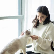woman at home feeding her cat sitting on the couch at Avenue Two Apartments, Redwood City, CA