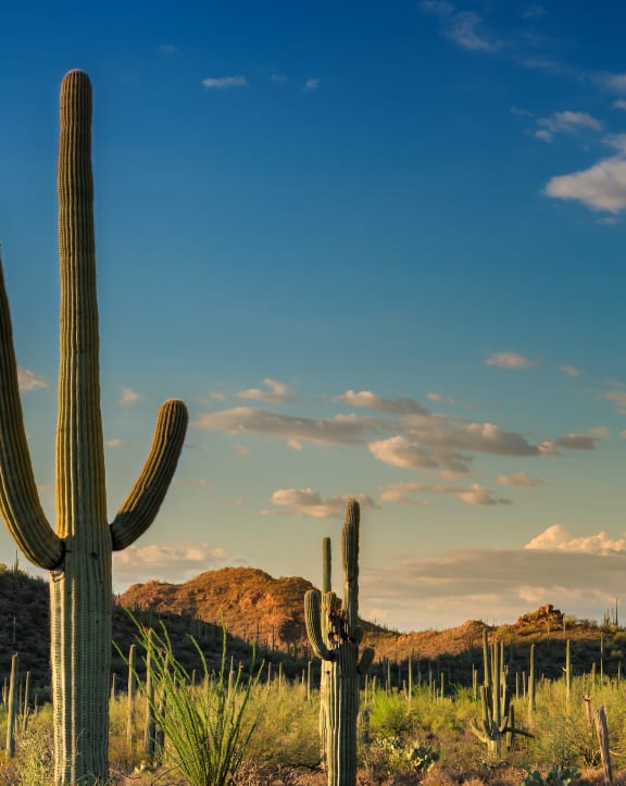 desert landscape at Avilla Deer Valley in Phoenix, AZ 85085