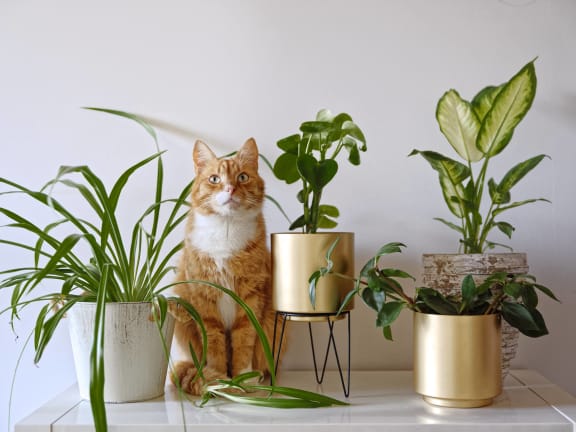 an orange and white cat sitting between several potted plants at Cityscape, St Louis Park, MN, 55416