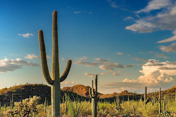 a saguaro cactus in the desert with a cloudy sky