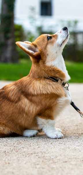 A corgi is sitting on the ground with a leash in its mouth.