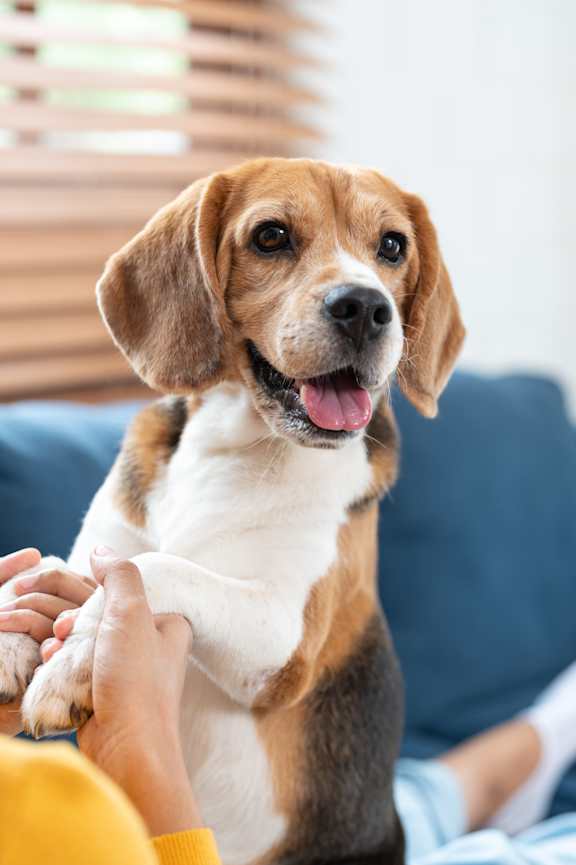 A woman is petting a happy beagle dog.