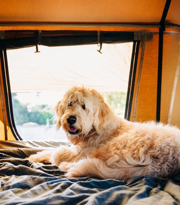 Pets Welcome at Arterra, New Mexico