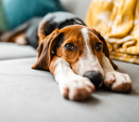 a brown and white dog laying on a couch