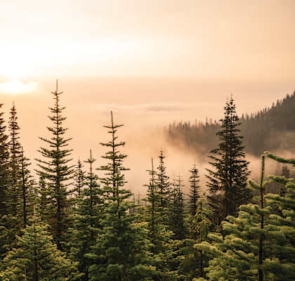 A forest of trees with the sun shining through the fog.