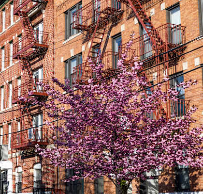 A tree with purple flowers is in front of a red brick building with fire escapes.