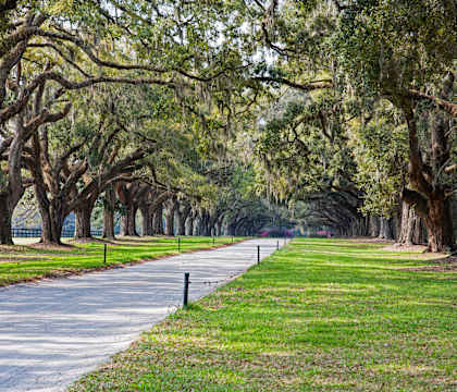 a path through a park with trees with moss