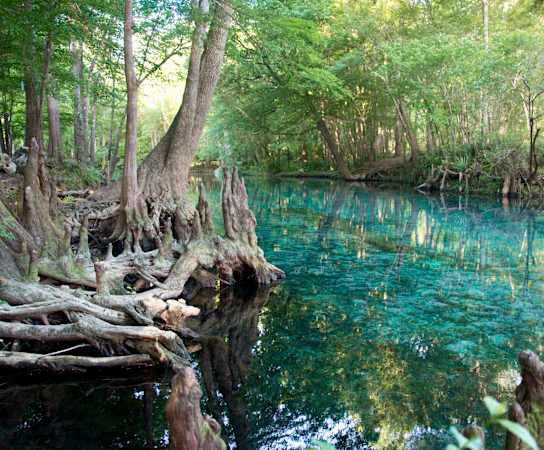 a river flows through a forest with trees with green leaves at Estates at Heathbrook, Ocala, Florida