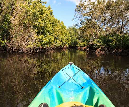 a glimpse of the mangrove forest from the kayak at Bay Harbor, Fort Myers, Florida, 33919