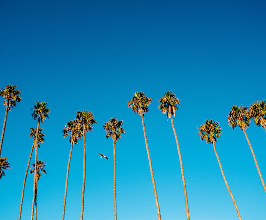 a bird flies through a row of palm trees at Floresta, Jupiter, Florida