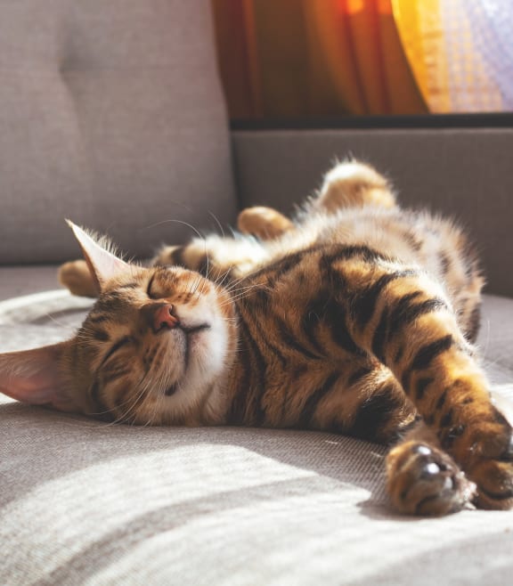 a cat sleeping on a couch at Monterra at Bonita Springs, Bonita Springs, Florida