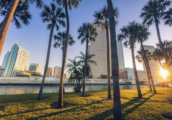a city skyline with palm trees in the foreground at Element, Florida, 33602