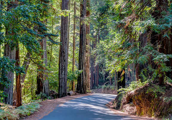 A winding road through a forest of tall trees.