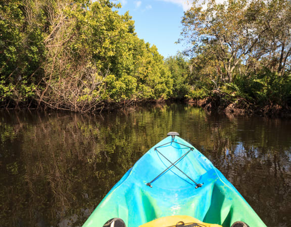 a glimpse of the mangrove forest from the kayak